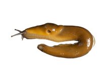Banana Slug2.jpeg