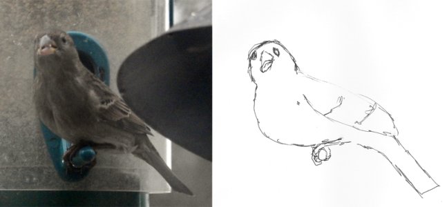 bird+sketch.jpg