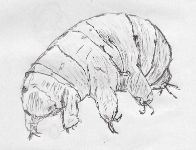 tardigrade.jpg