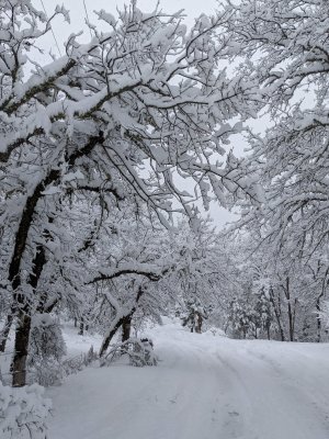 snowy trees.jpg