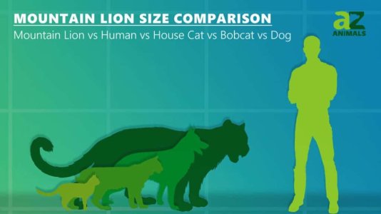 mountain-lion-size-comparison-Human-House-Cat-Bobcat-Dog-1280x720-1-1024x576.jpg