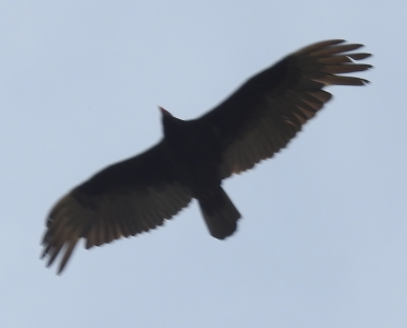 April8-vulture.png