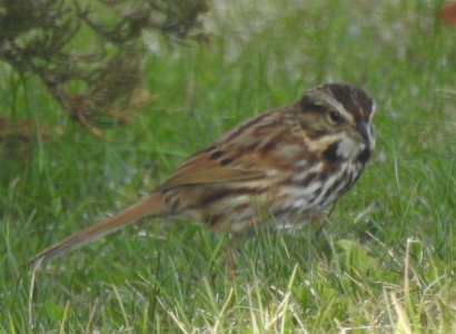 April10-song-sparrow.png