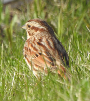 April10-song-sparrow-2.png