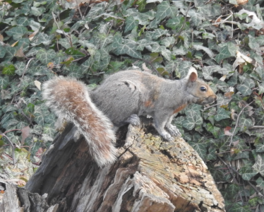 April10-squirrel.png