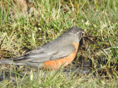 April10-robin-nest-gatherin.png