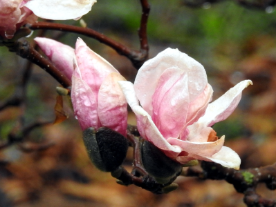 April12-magnolias.png