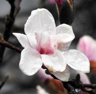 April12-magnolia.png