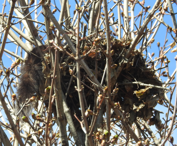 April13-squirrel-nest.png