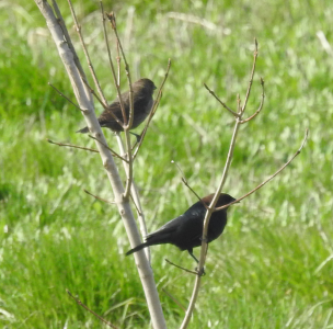 April14-cowbird-pair.png